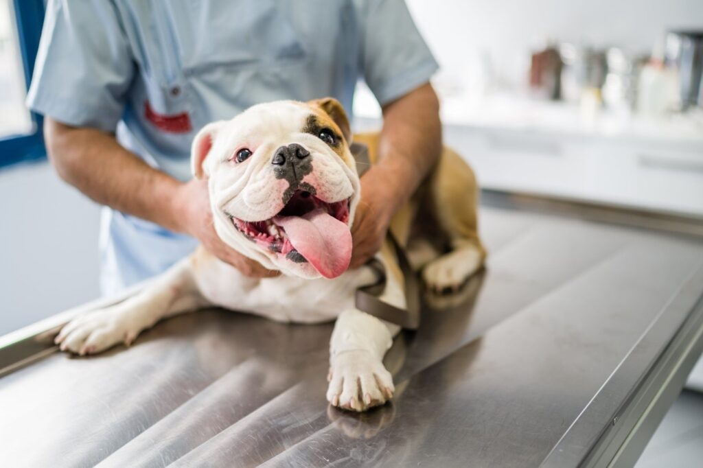 Cynthia Maro The Antibiotic Resistance Threat in Veterinary Medicine