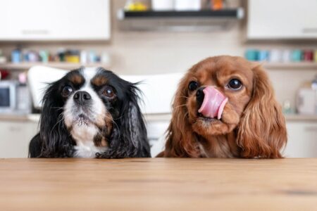 The Pride Dog Food Beyond the Bowl